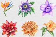 Watercolor Flowers Tropical PNG, an Illustration by Black Bird Studio (Thumbnail 5 of 6)