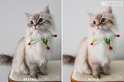 10 CAT Lightroom Presets, a Preset Add-On by MaPresets (Thumbnail 13 of 15)