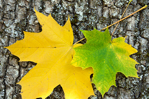 Two maple leaves, a Nature Photo by BOOCYS