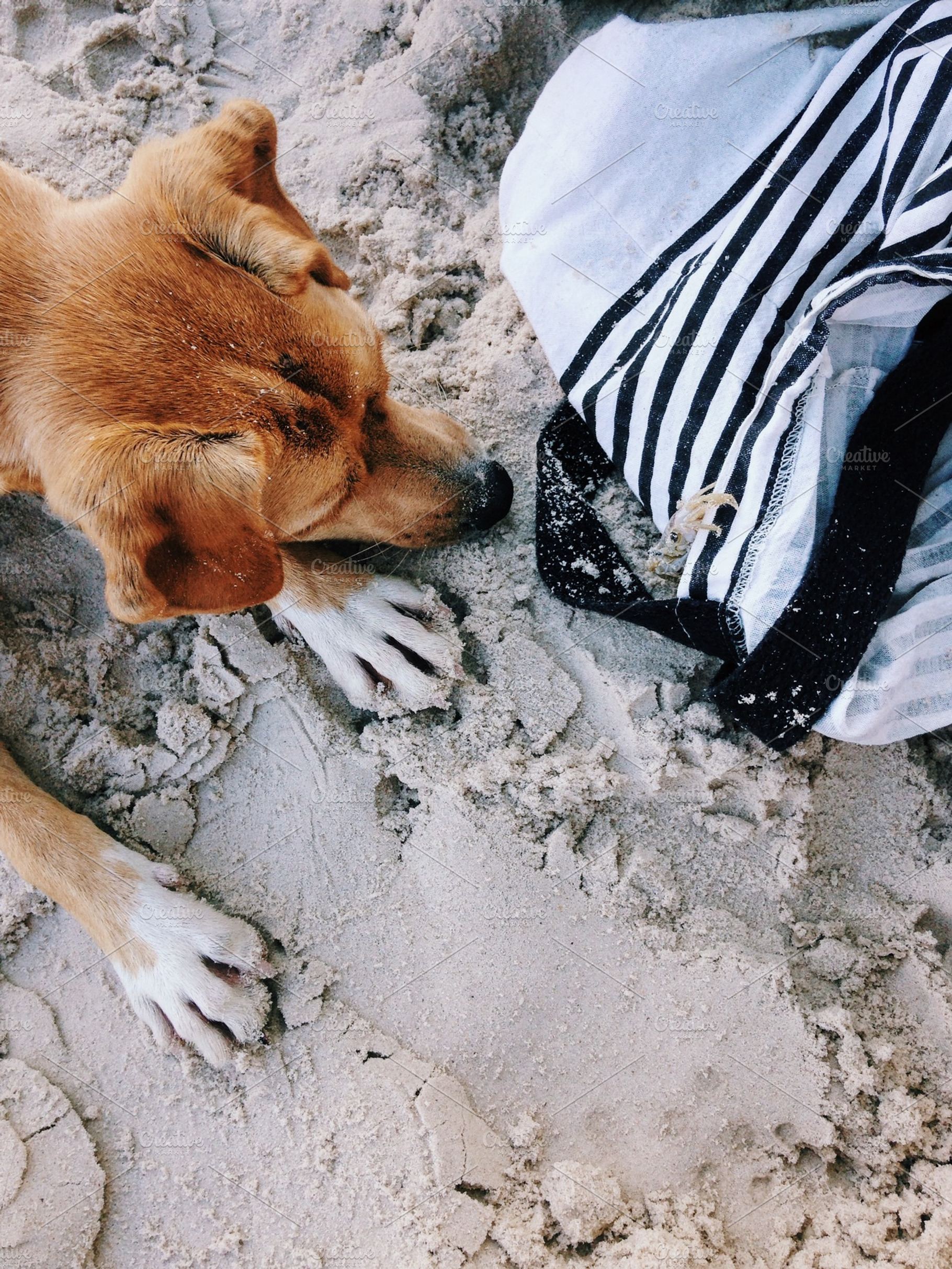 Beach dog containing beach, dog, and sand, an Animal Photo by Diego Maffei