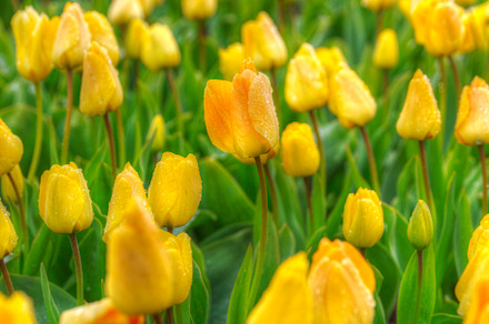 yellow tulips, a Photo by Pictures for you!!!!!!!!!