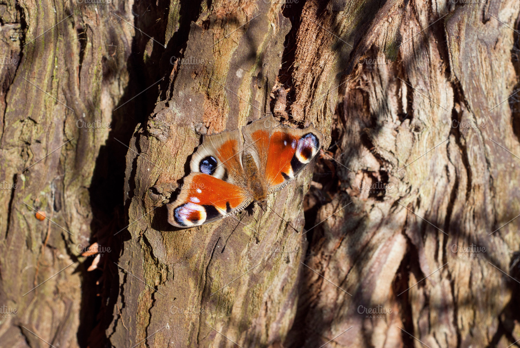 Peacock Butterfly On A Tree