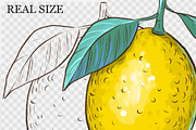Lemon clipart, a Decorative Illustration by Aksol (Thumbnail 4 of 4)