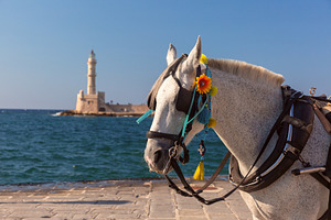 Decorated horse with Chania