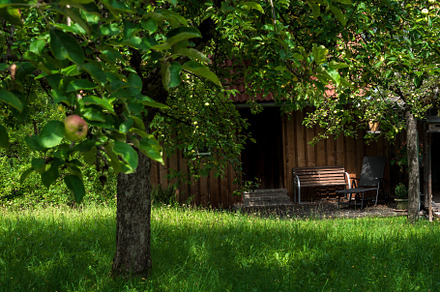 apple orchard. cottage in the forest. green apples. house and bench