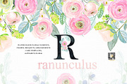 -50% Off Buttercups. Ranunculus pink, an Illustration by LABFcreations (Thumbnail 6 of 12)
