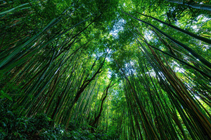 Tall bamboo trees reach for the sky, a Photo by Pavel_design