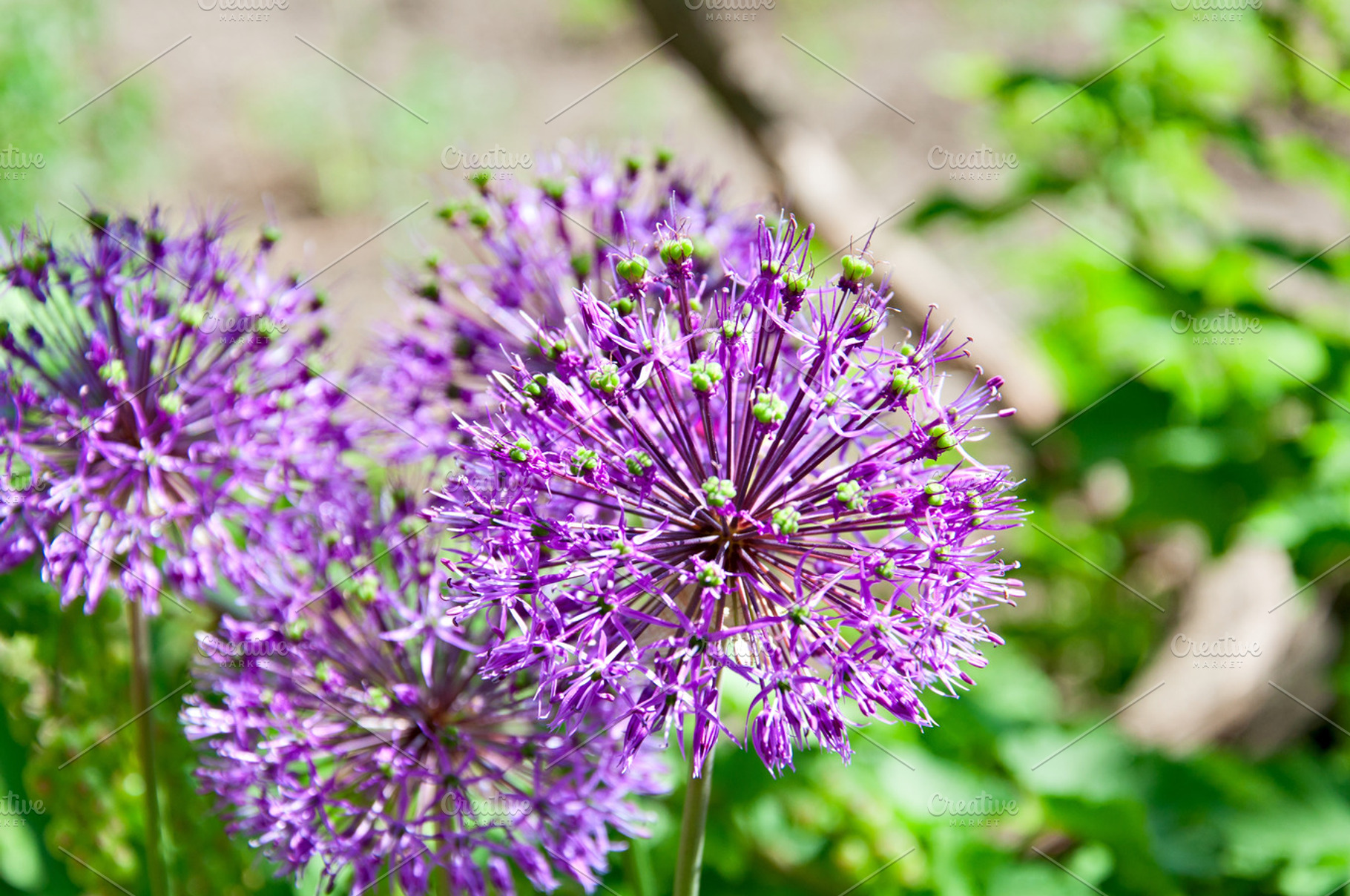Allium