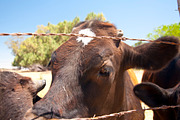Cow Stock Bundle, an Animal Photo by r.r.palacios (Thumbnail 12 of 14)