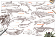 Whales Sketch Illustrations, an Animal Illustration by alexrockheart (Thumbnail 2 of 5)