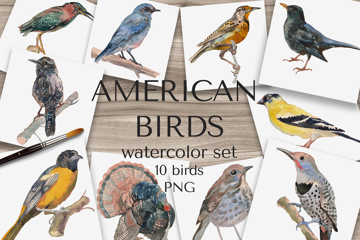 American Birds Watercolor Set, an Illustration by Malena (Photo 1 of 4)