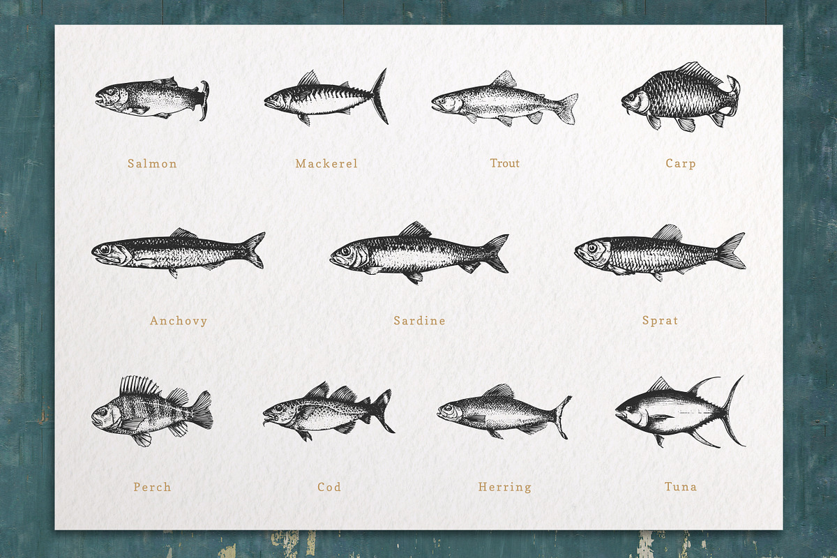 Fish & Corals Collection, an Animal Illustration by Chewie Co (Photo 2 of 9)