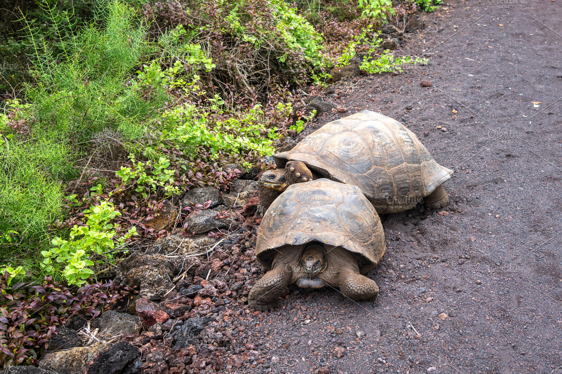 Mating Galapagos Tortoises on Isabela Island in Ecuador, a Photo by GoodGoods