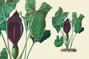 SALE! Botanical Heaven-Illustrations