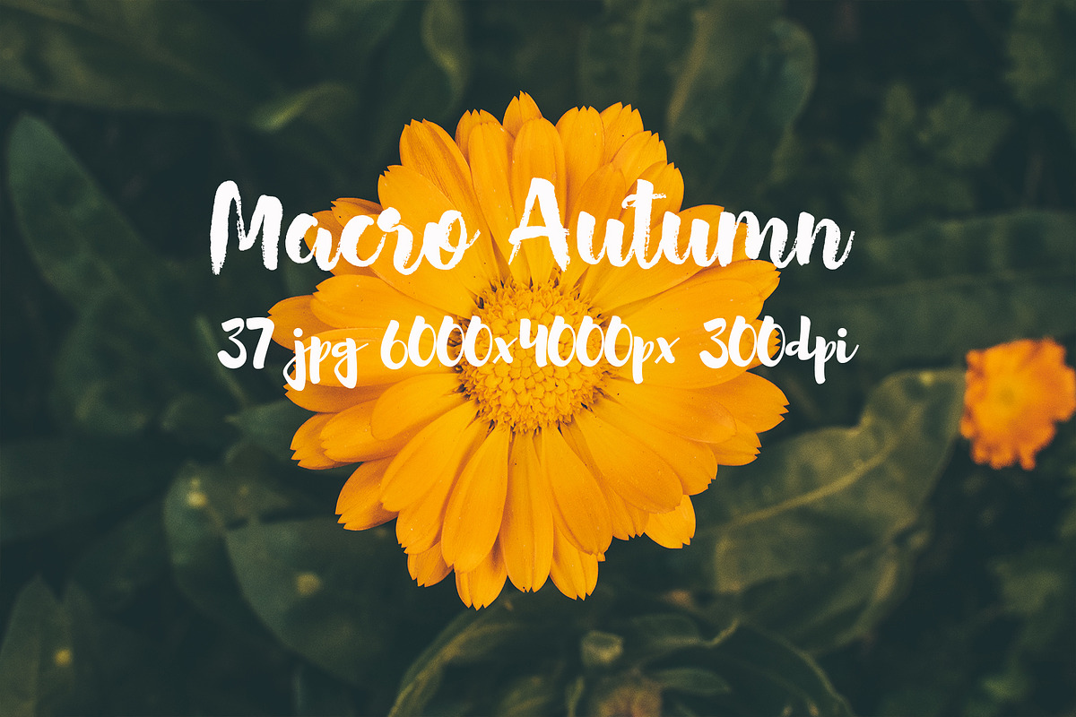 Macro Autumn photo bundle, a Templates & Theme by ApertureVintage (Photo 11 of 21)