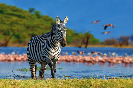 Zebra in the background flamingo. National Park of Kenya, Africa, an Animal Photo by Byrdyak
