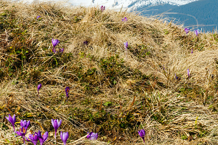 Purple Crocus flowers in spring mountains., a Nature Photo by YuriyB