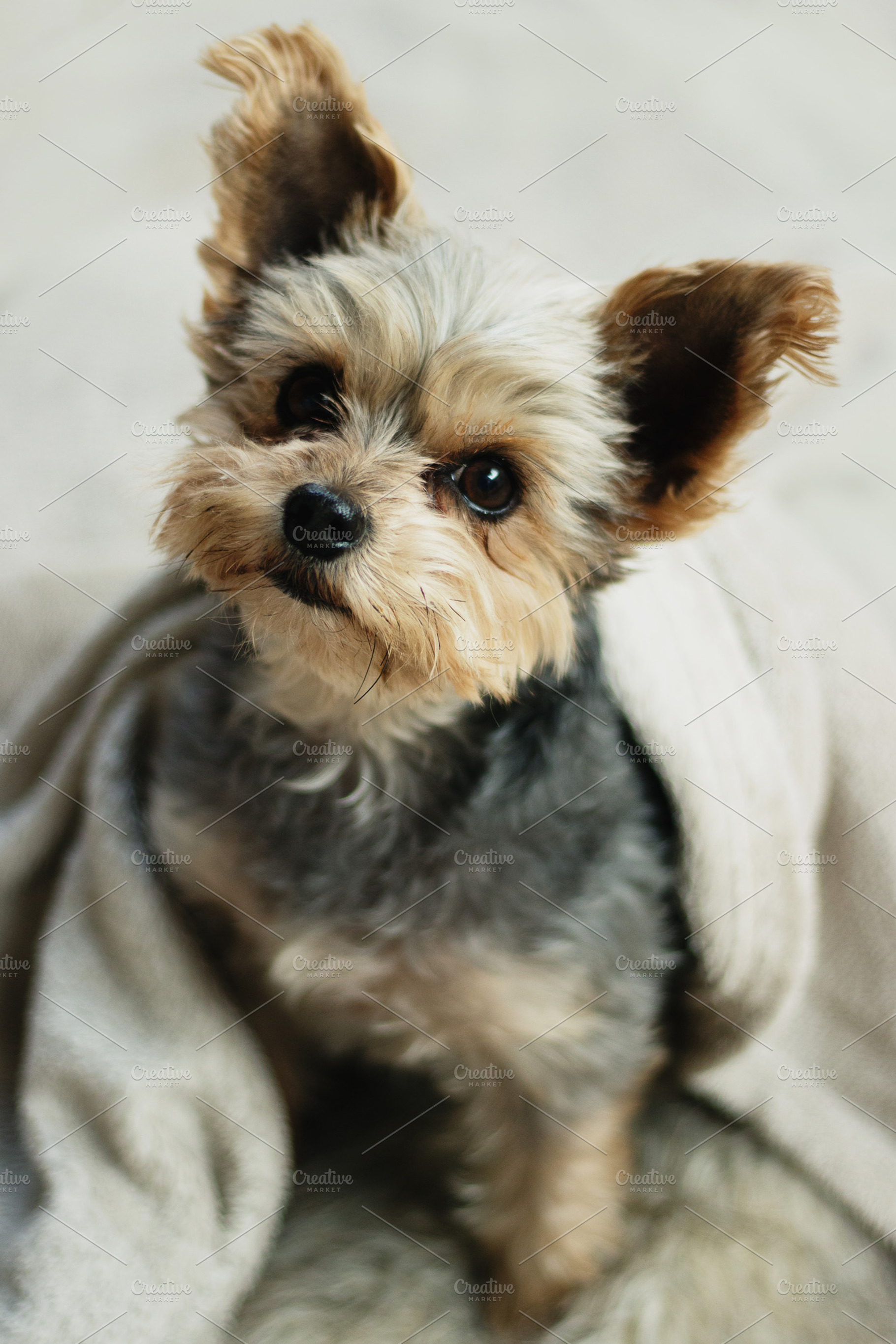 Fluffy dog snug in a blanket photo, an Animal Photo by René Jordaan Photography