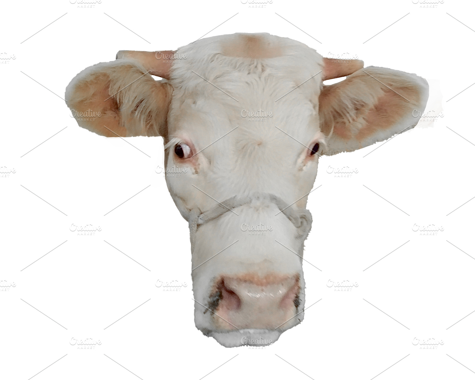 Isolated photo of cow head with horn, an Animal Photo by DanFLCreativo