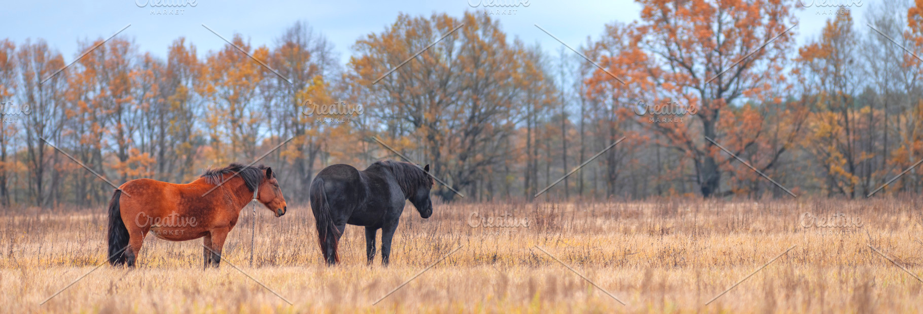 a horse in a field in late autumn, a Photo by Pictures for you!!!!!!!!!