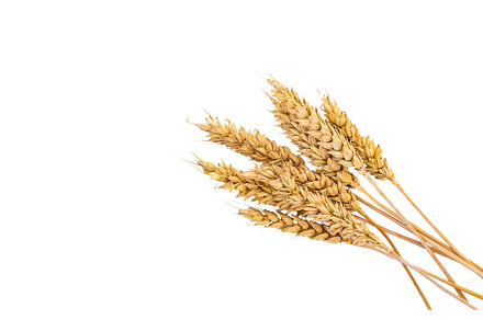 spikelets of wheat isolate on white, a Food & Drink Photo by yanadjana