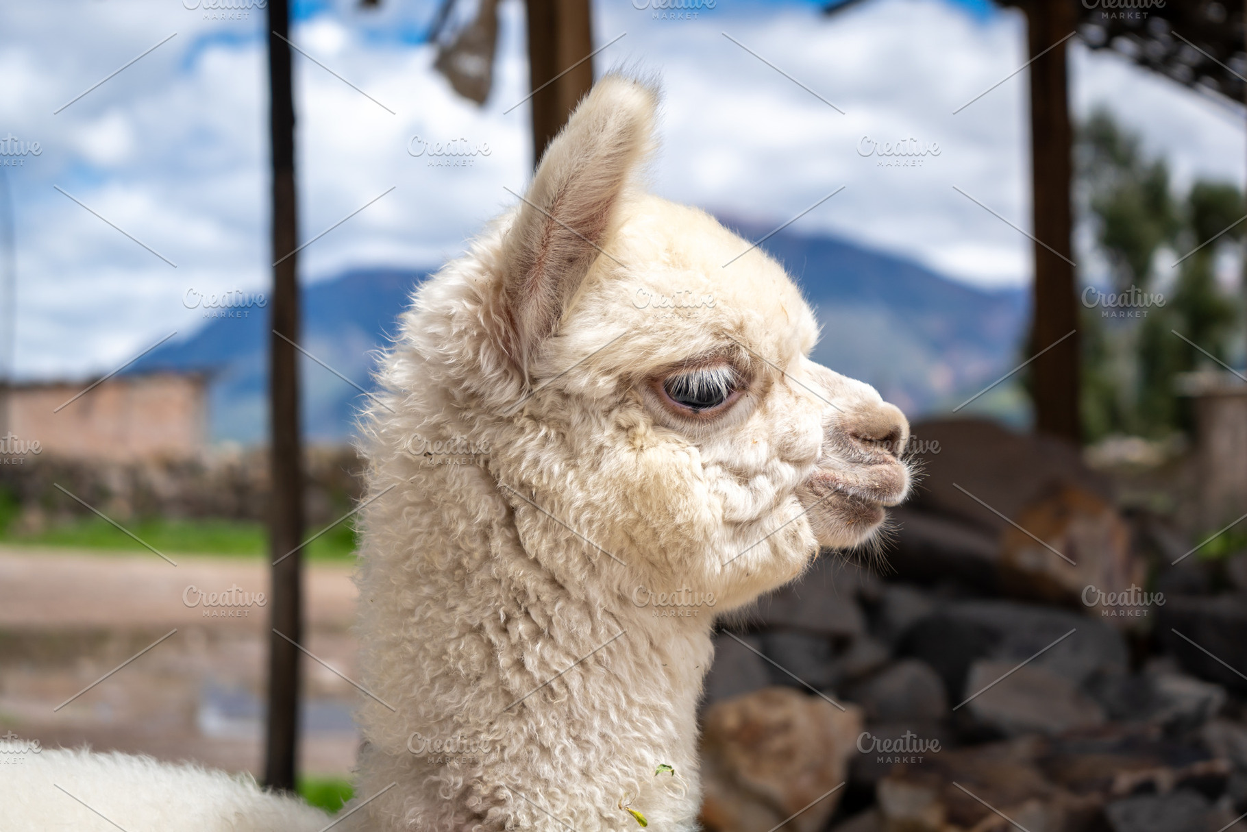 White baby alpaca in Peru wearing colorful pom-poms, an Animal Photo by GoodGoods