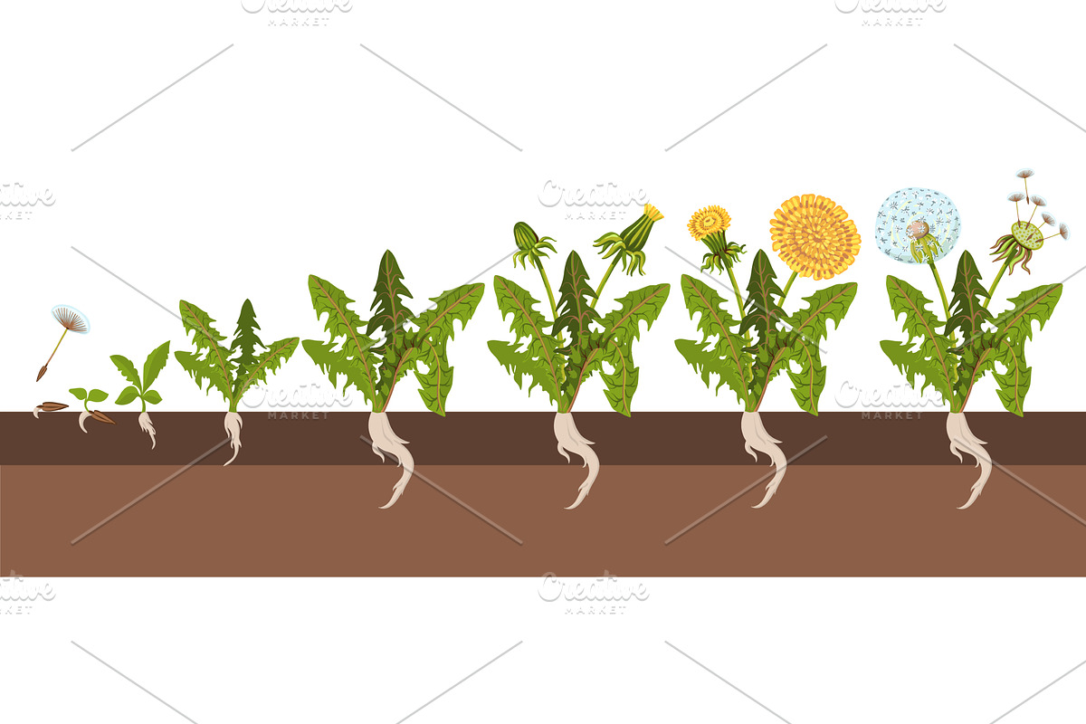 Dandelion life cycle. From seed to, an Object Illustration by YummyBuum