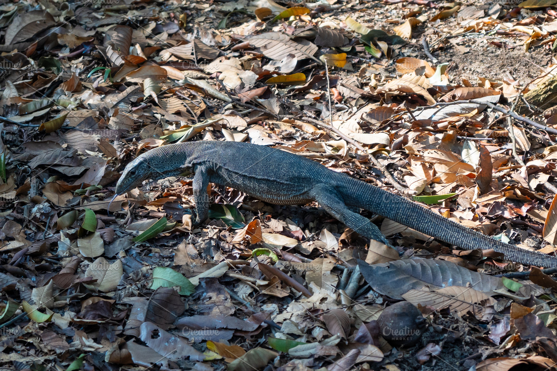 Malayan water monitor in Singapore Botanic Gardens, Singapore, an Animal Photo by GoodGoods
