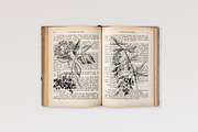 Medicinal plants collection, a Healthcare Illustration by handsketched (Thumbnail 9 of 9)