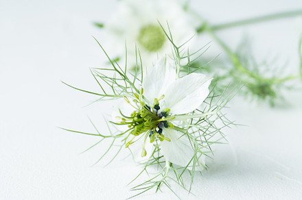 White dreamy flowers