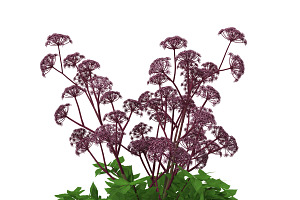 Angelica Gigas