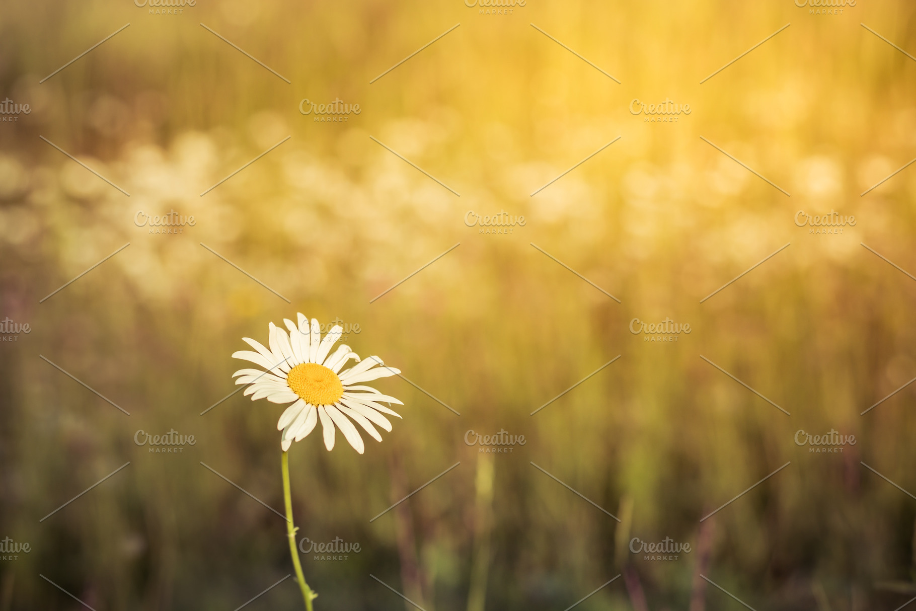 Daisy at sunset featuring leucanthemum, leucanthemum vulgare, and perennial, a Nature Photo by ClubhouseArts