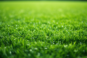 Background of green football grass, a Nature Photo by AlyaAnd