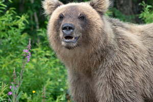 Portrait hungry kamchatka brown bear, an Animal Photo by Alexander-Piragis