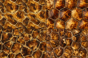 Tortoise Shell Texture Pattern, a Pattern Graphic by Artonix (Thumbnail 2 of 3)