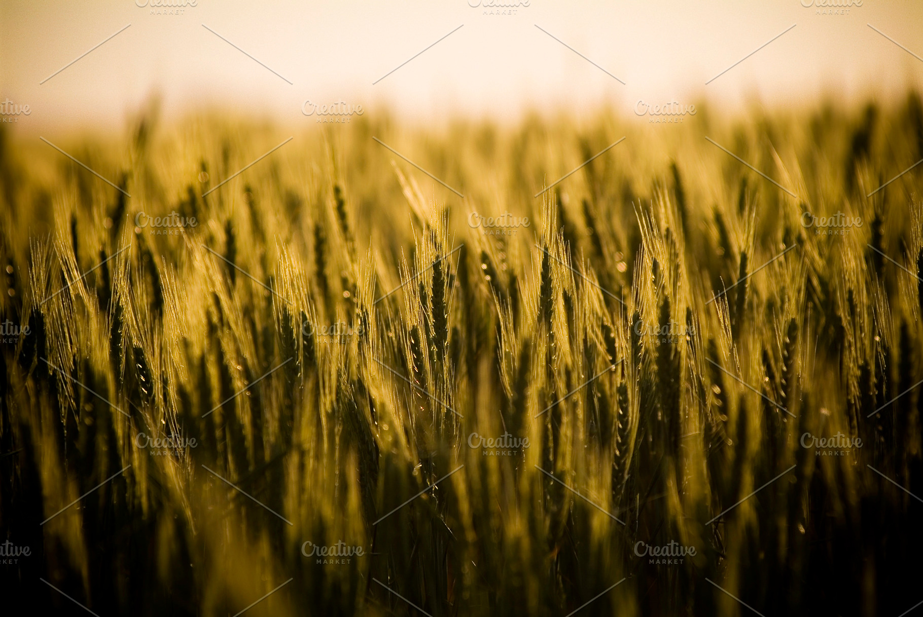 Fields of Grain Stalks, a Nature Photo by THP Creative