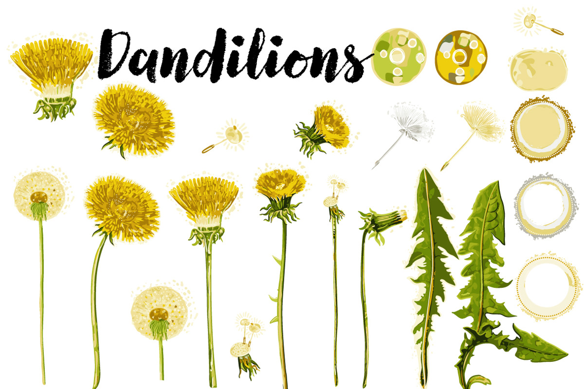 Vector Graphics Bundle, an Animal Illustration by Carrie Stephens Art (Photo 30 of 43)