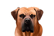 Mastiffs and Pugs 34 PSD Dogs Set, an Animal Illustration by Dneprstock (Thumbnail 12 of 15)