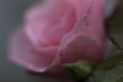 Emotional Pink Rose digital art, a Nature Photo by Mineden Digital Prints (Thumbnail 5 of 5)