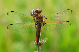Sympétrum Sanguin (Sympetrum sanguin, an Animal Photo by AlexBush
