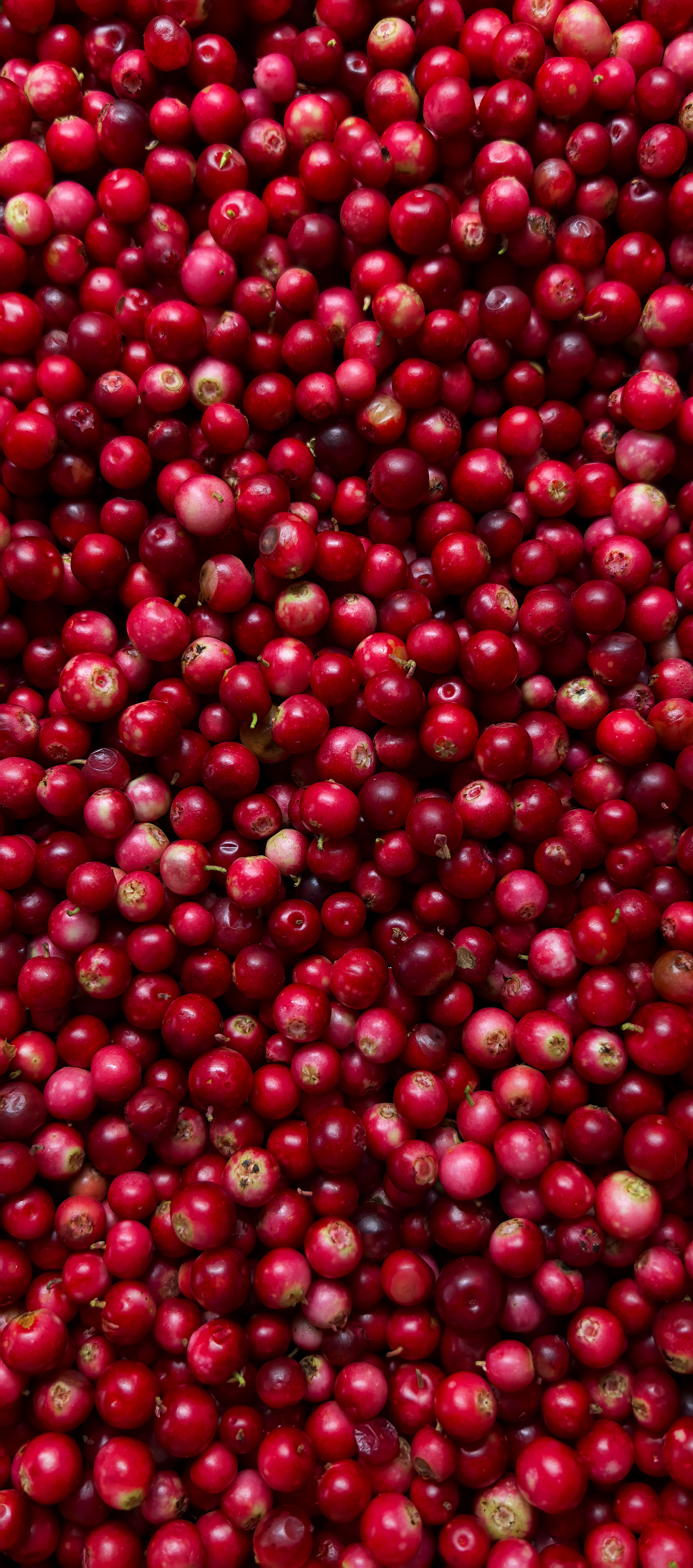 Cranberry, a Food & Drink Photo by Nastya_Velko