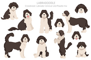 Labradoodle Clipart