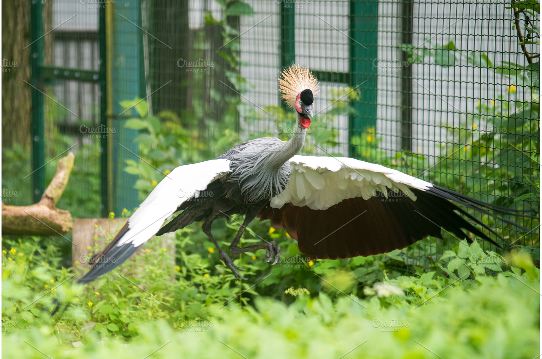 African grey crown crane flies with, an Animal Photo by COLORFUL