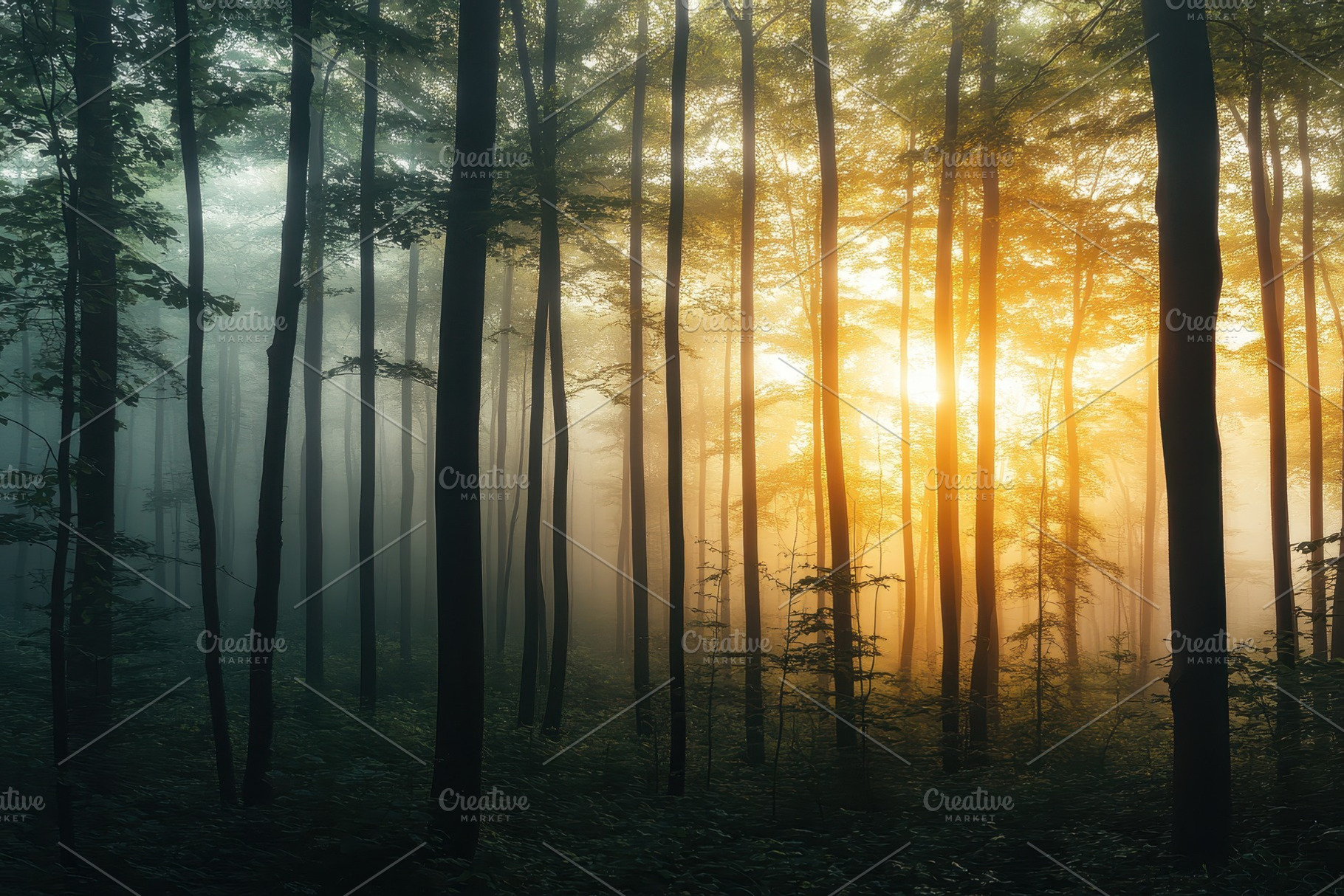 A beautiful forest creek illuminated, a Photo by Pavel_design