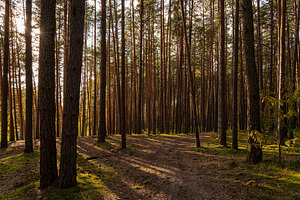 Green moss and grass on a ground in tall pine forest with hiking trail. An outd, a Nature Photo by Eugene_Photo