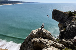 Seagulls resting on ocean cliff with scenic view of Nazare coast, Portugal, a Photo by AS photostudio