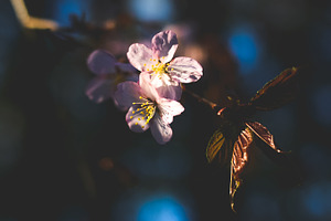 Sakura  japanese cherry blossom featuring background, nature, and flower