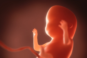 Human Embryo, Fetus Growth