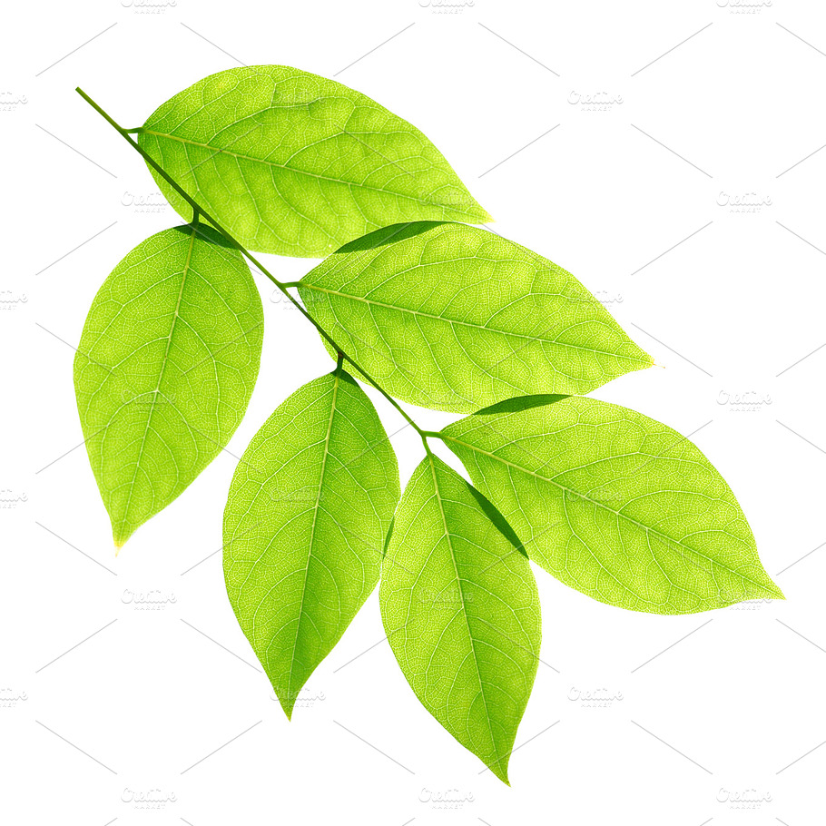 Branch Of Green Leaves Featuring Branch Leaf And Green