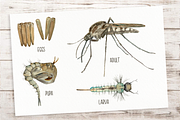 Big Life Cycle Bundle, an Education Illustration by Tati Bordiu (Thumbnail 15 of 43)